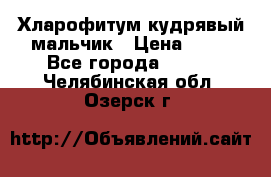 Хларофитум кудрявый мальчик › Цена ­ 30 - Все города  »    . Челябинская обл.,Озерск г.